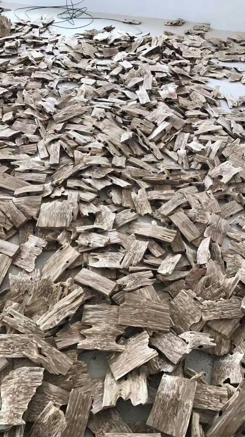 天然造沉香  火眼片，火眼块可入药制香等深加工原料