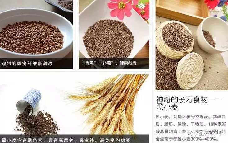 黑小麦