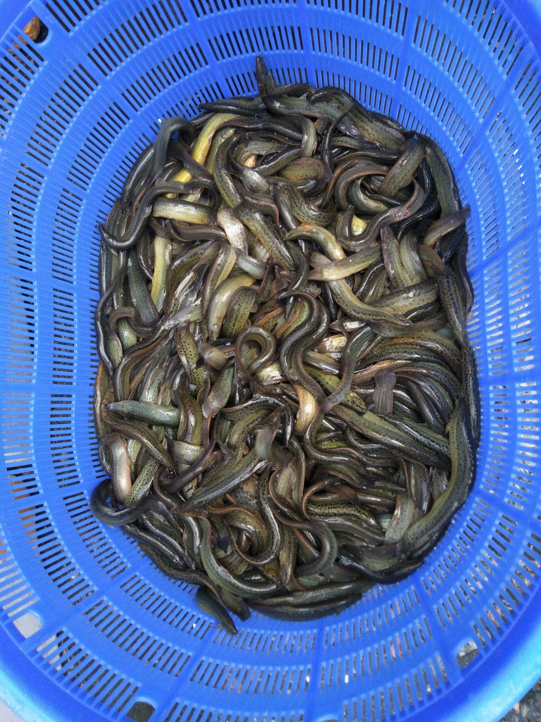 台湾泥鳅 20条/斤