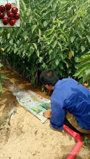 烟台美早苗  基地直供品种樱桃苗，根系发达，抗病率高，品种正，结果大。