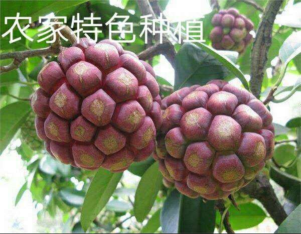 深红  自家种的黑老虎。，绿色食品如。