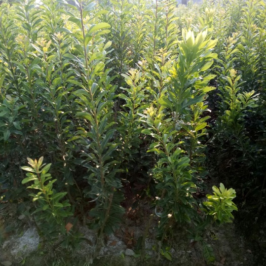兰溪市荸荠杨梅种苗