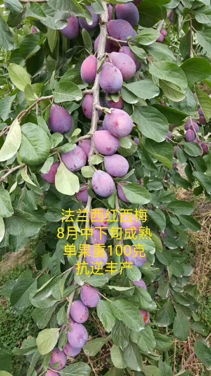 西梅苗