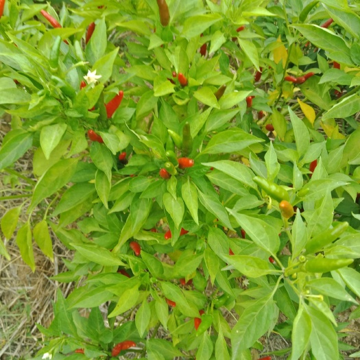 临颍县子弹头干辣椒 