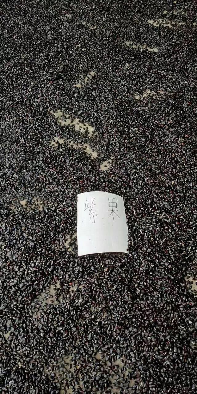 八月瓜种子 