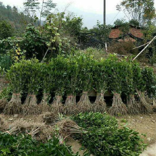 金桂花树苗 