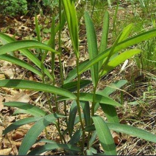 靖远县黑柴胡，黄柴胡，各种药材