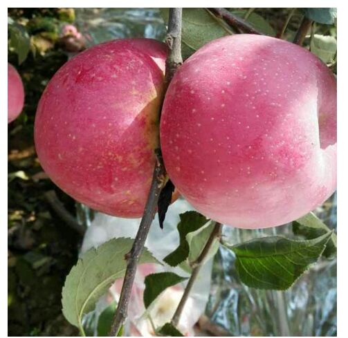 冰糖心苹果 光果 全红 精选果