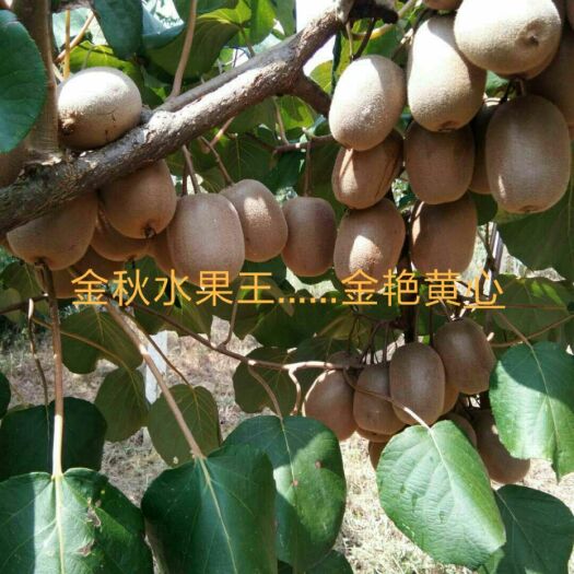 永顺县金艳猕猴桃  金艳黄心猕猴桃9月份出售