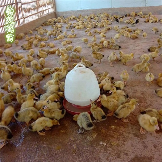 广州杂交鸭苗