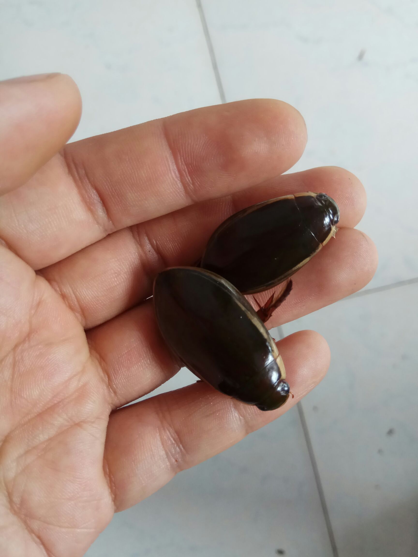 龙虱 