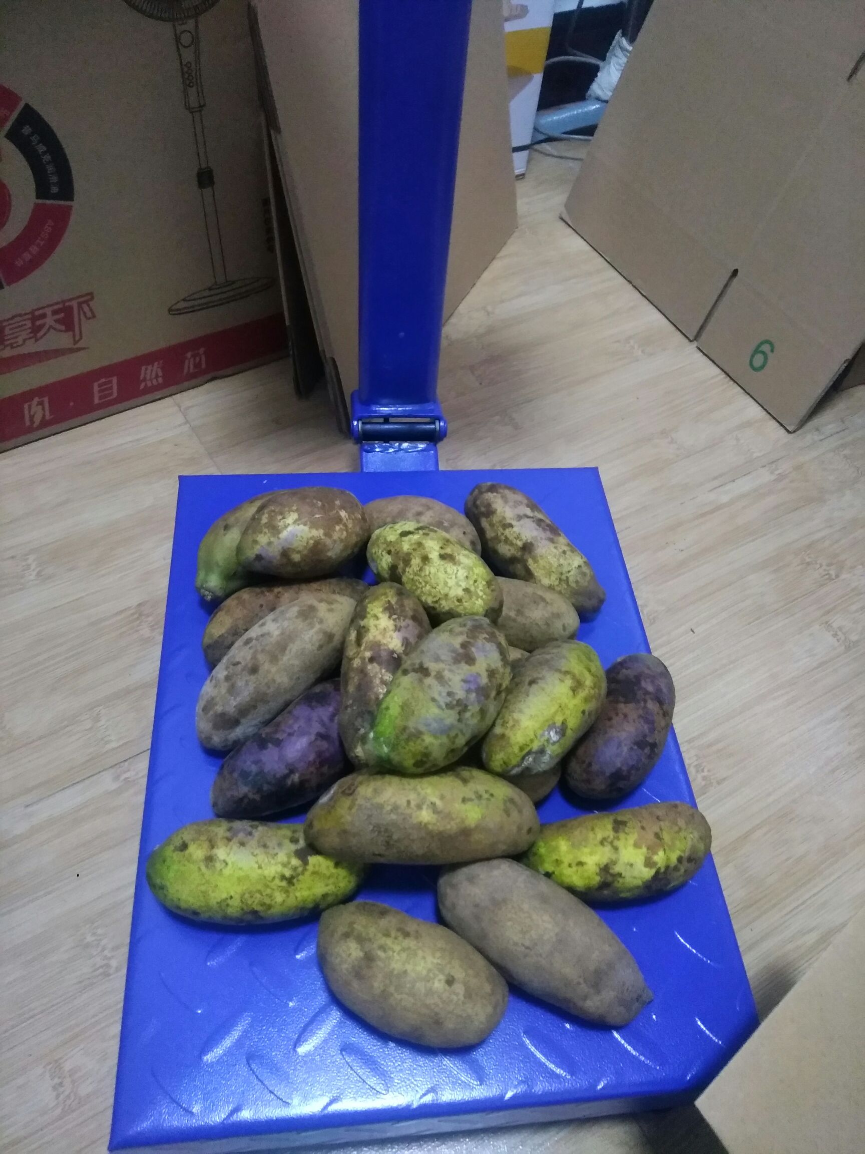 麻皮八月瓜 野生 100-120g