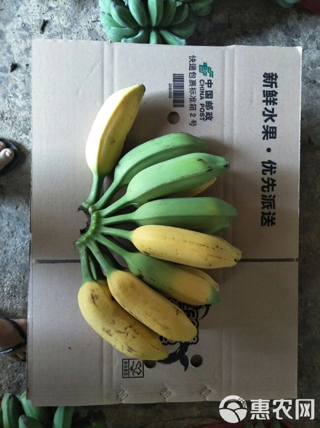 香蕉 自家种的牛角蕉8斤19元包邮