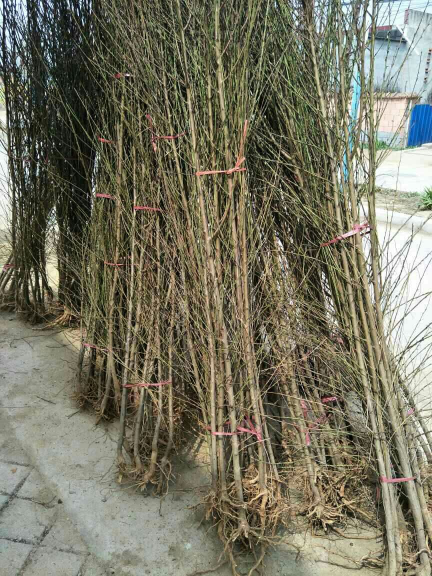 桃树种子  毛桃种子 桃胡 桃树苗批发价格便宜