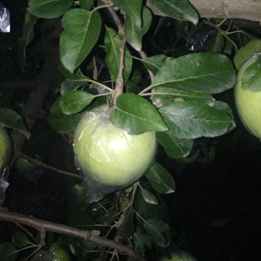 辛集市王林苹果 75mm以上 翠绿 膜袋