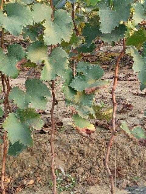 卢龙县1-5年玫瑰香葡萄苗
