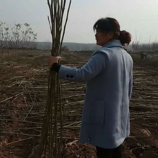 绛县薄皮核桃苗 