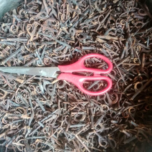 贵州铜仁非种植藤木类中药材无硫钩藤干货煮水搽脚治抽筋产地直发