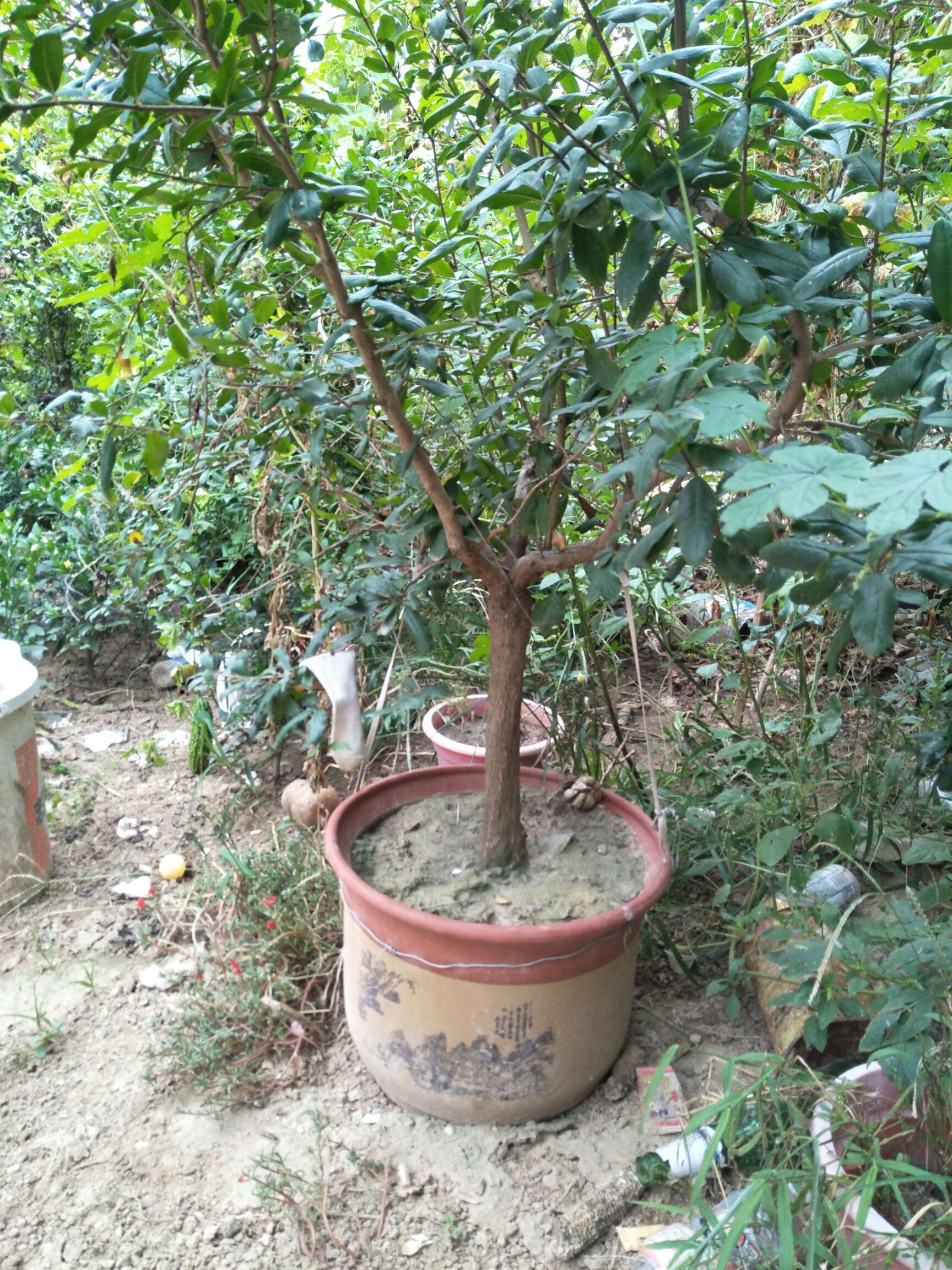 突尼斯软籽石榴树苗