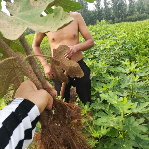 泰安金傲芬无花果苗