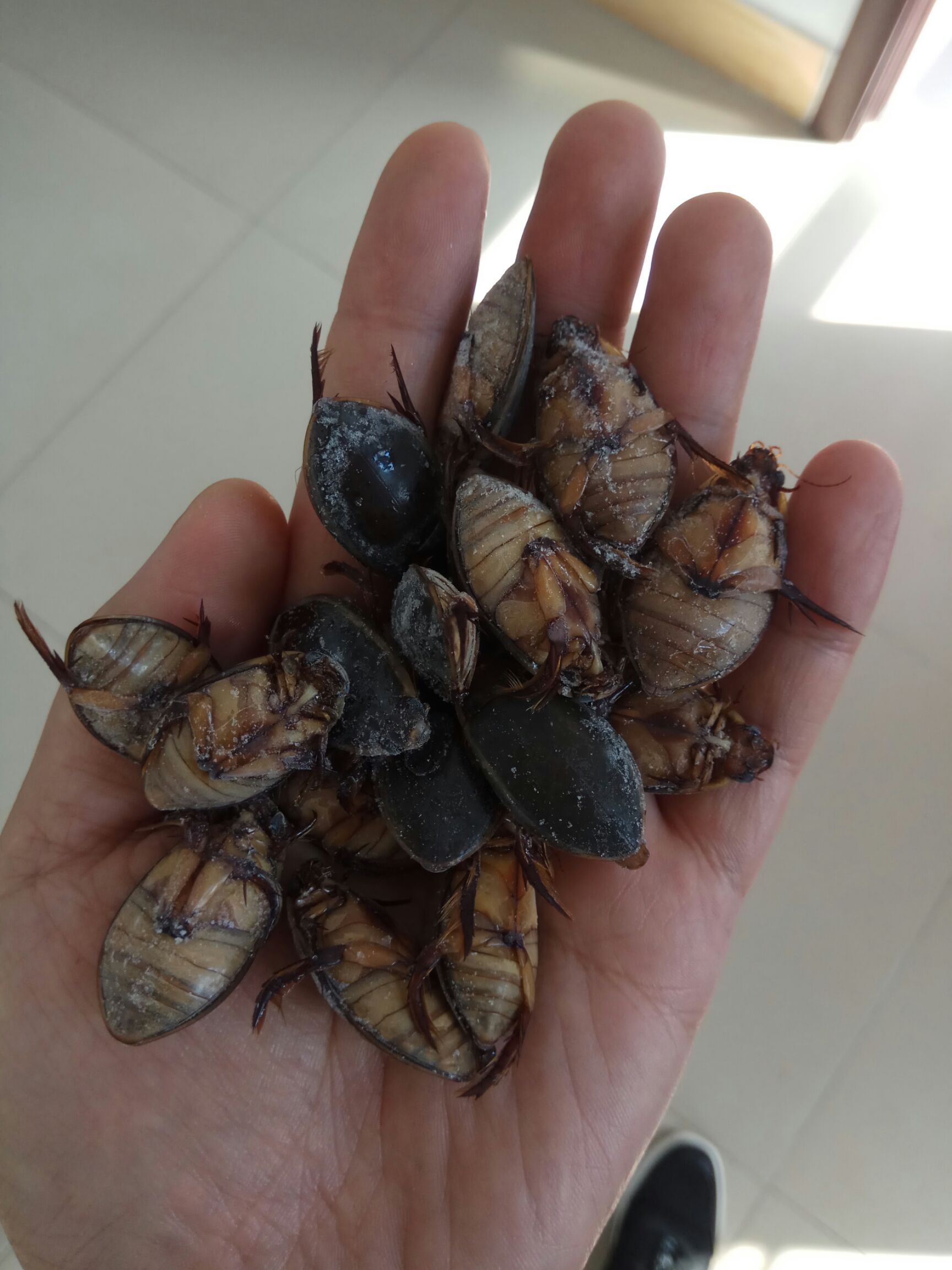 龙虱 