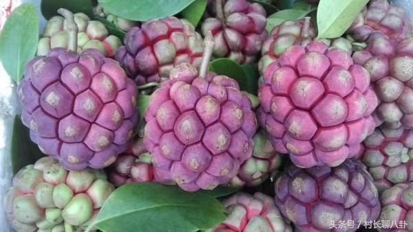 通道县深红  自家种的黑老虎。，绿色食品如。