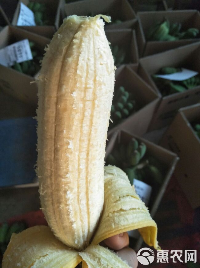 香蕉 自家种的牛角蕉8斤19元包邮