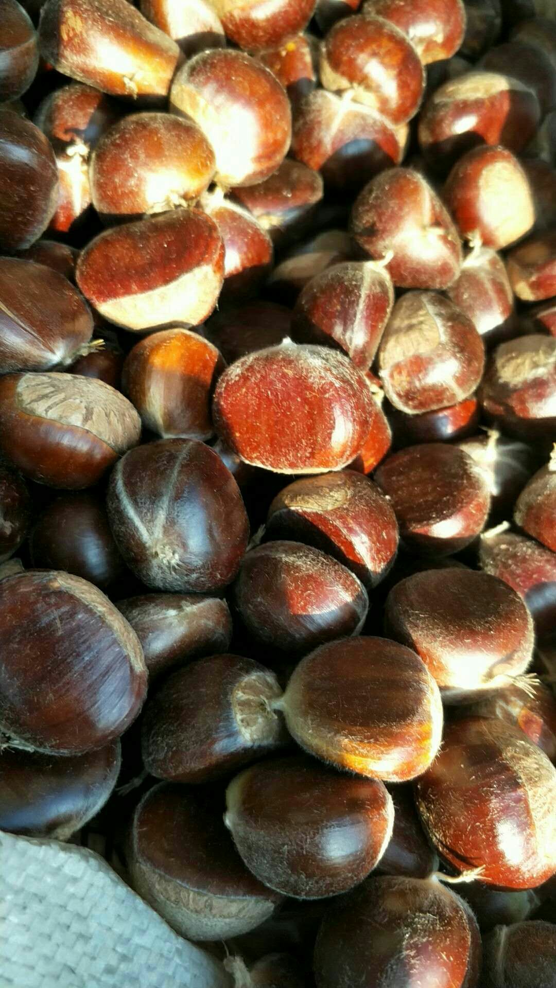 迁西板栗 一级 中粒