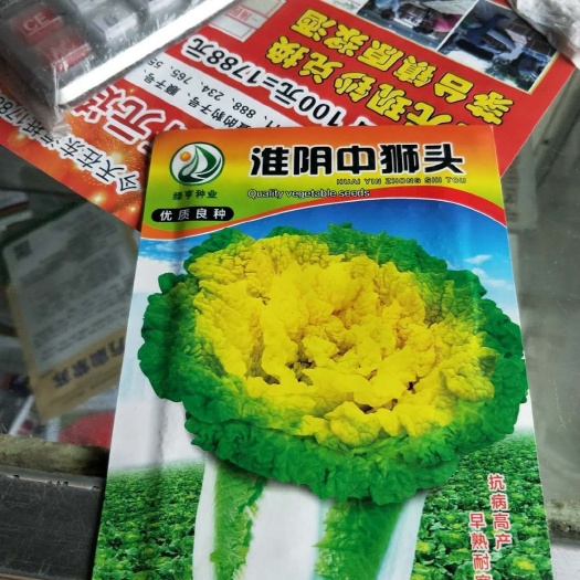兰陵县白菜苗