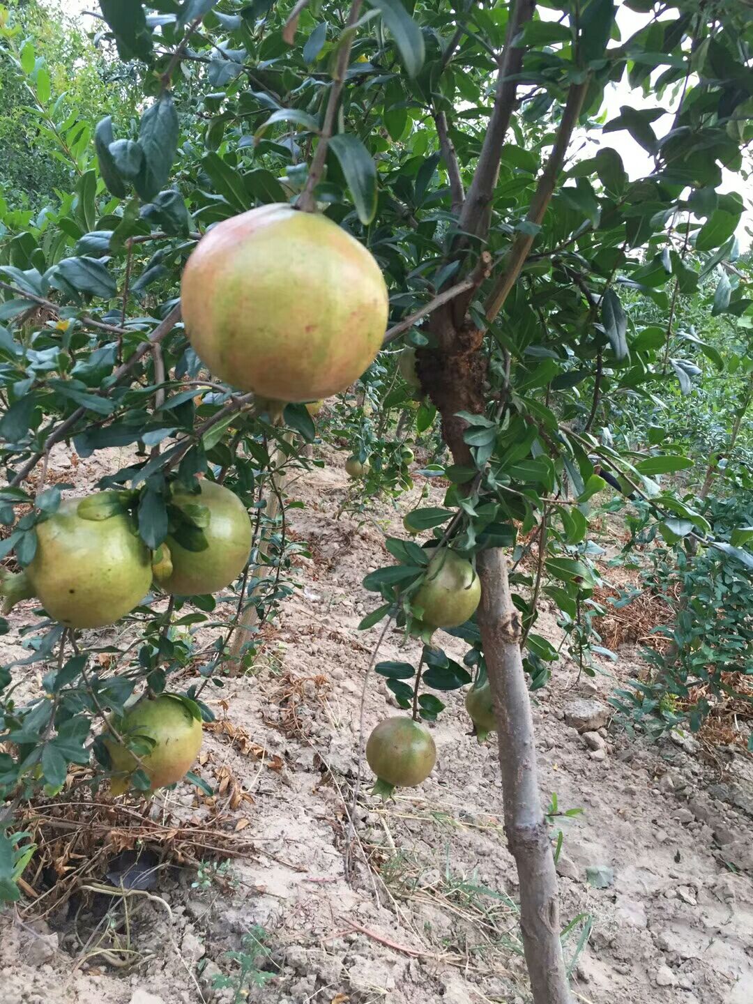 突尼斯软籽石榴树苗