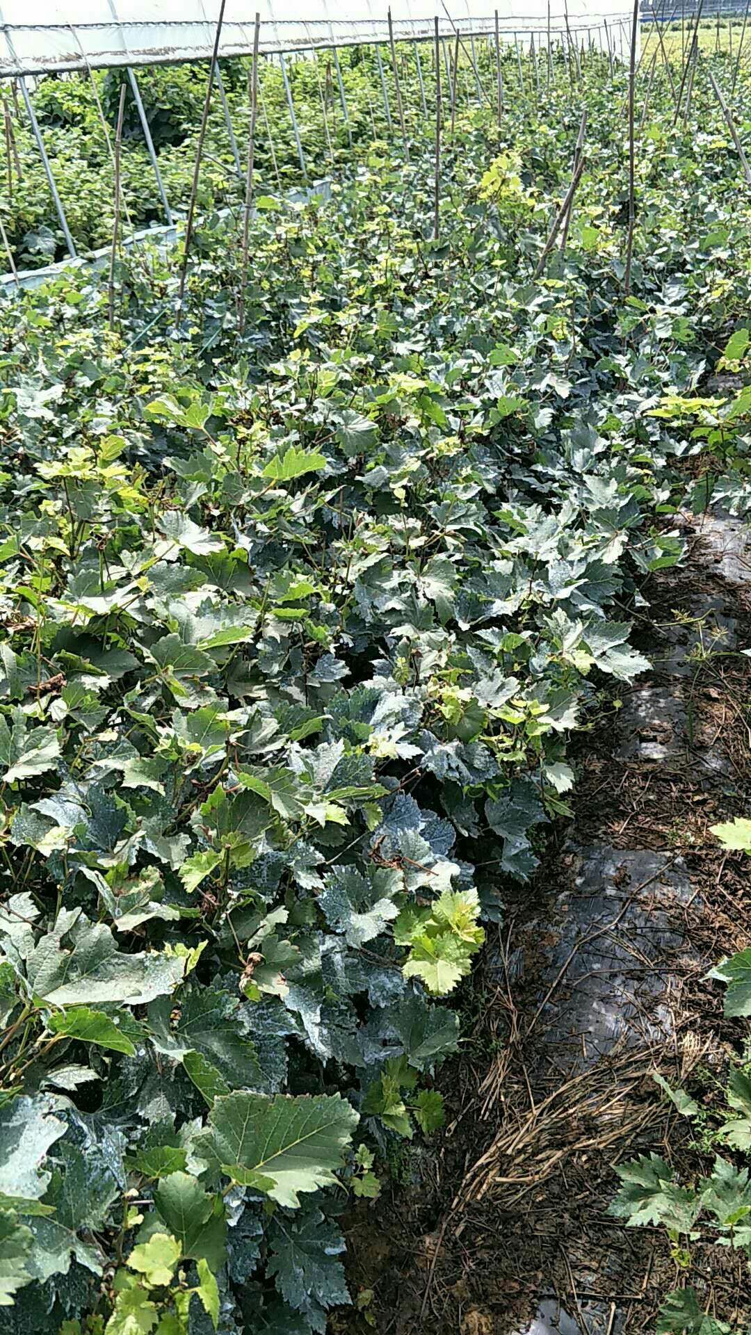 早霞玫瑰葡萄苗 