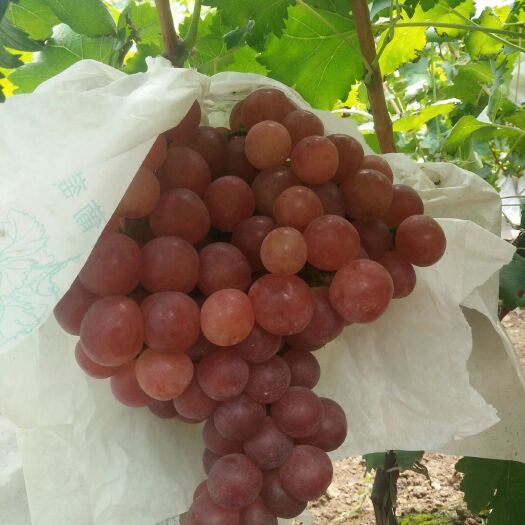 大荔县 陕西红提葡萄价格红提葡萄批发