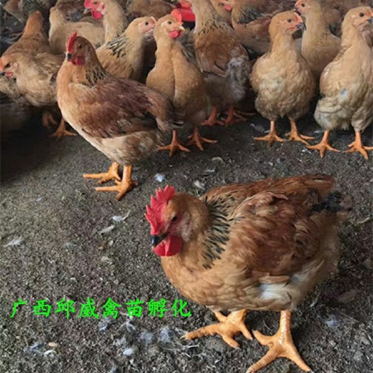 南宁K9鸡苗 公