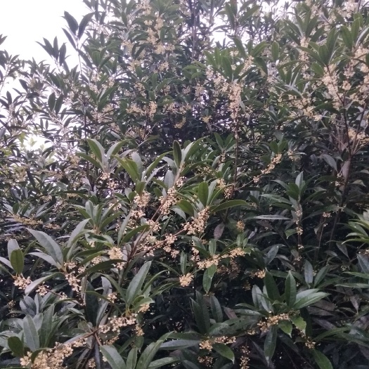 泸县八月桂