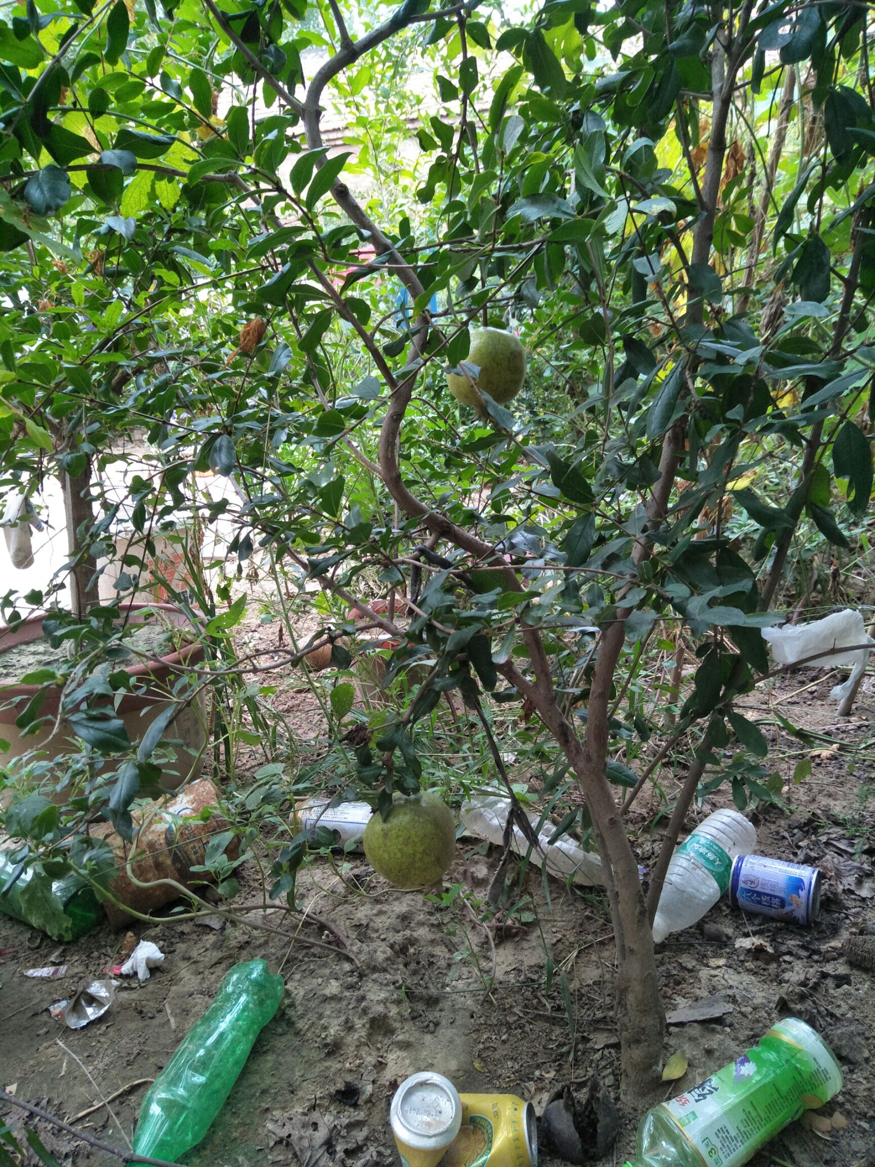 突尼斯软籽石榴树苗