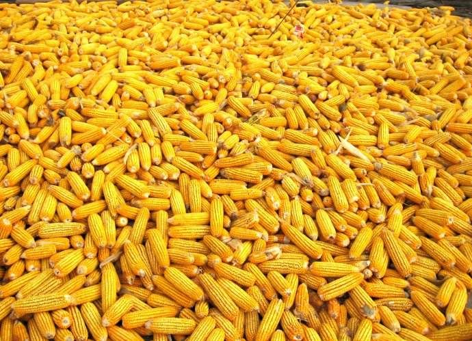 平陰縣玉米筍  鮮玉米棒子 成熟玉米鮮棒子 萬畝玉米種植基地