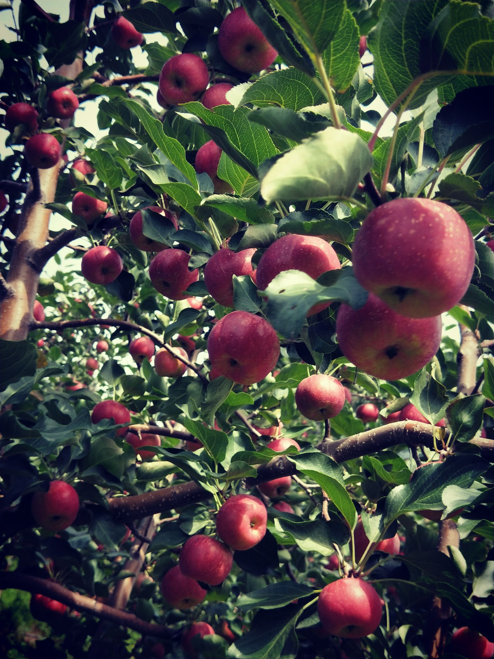 日晒面龙丰苹果