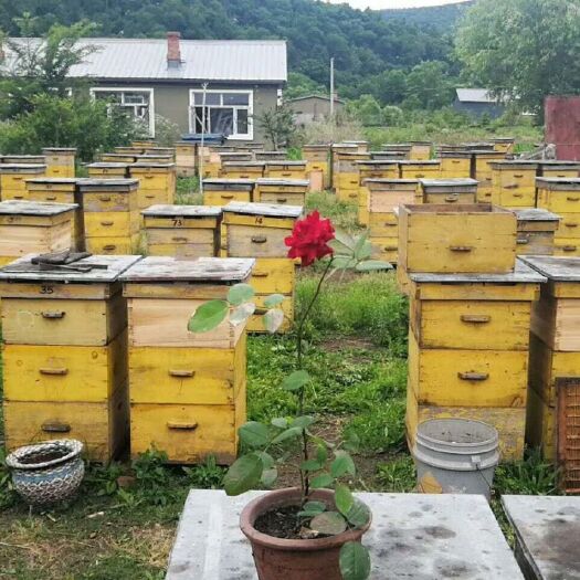 方正县黑蜂蜂蜜 塑料瓶装 98% 2年以上