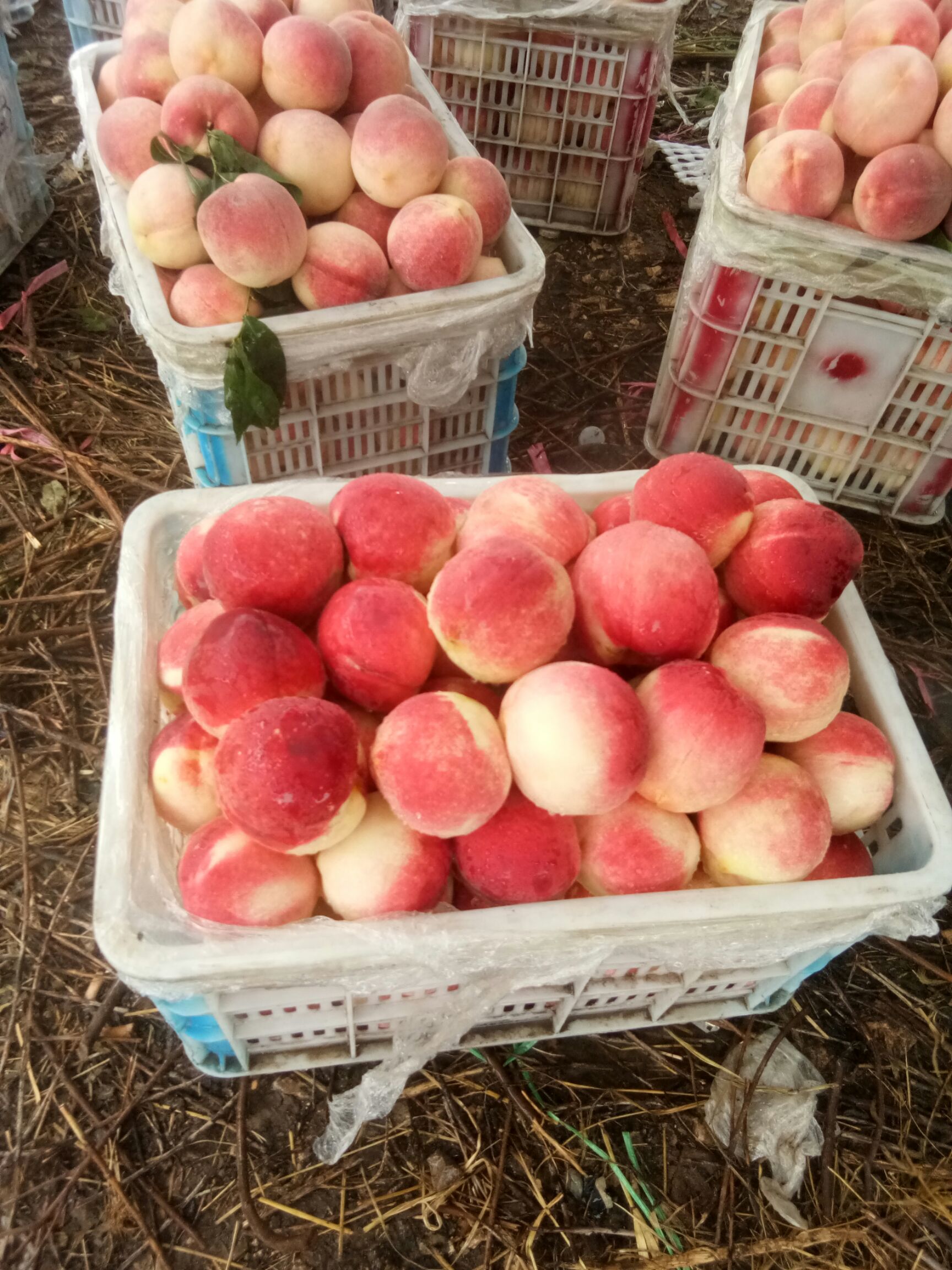 绿化九毛桃  大红冠毛桃，中秋蜜绿化九系列毛桃！