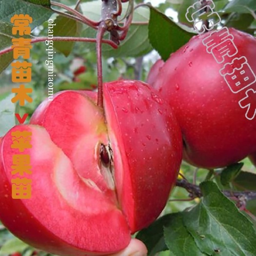 绛县红肉苹果树苗 1~1.5米