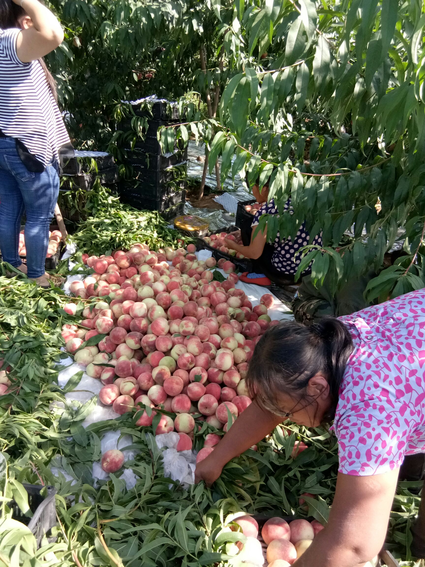 绿化九毛桃  大红冠毛桃，中秋蜜绿化九系列毛桃！