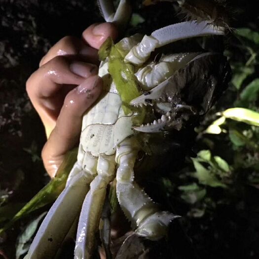 当涂县石臼湖大闸蟹 2.5-3.0两 母蟹 