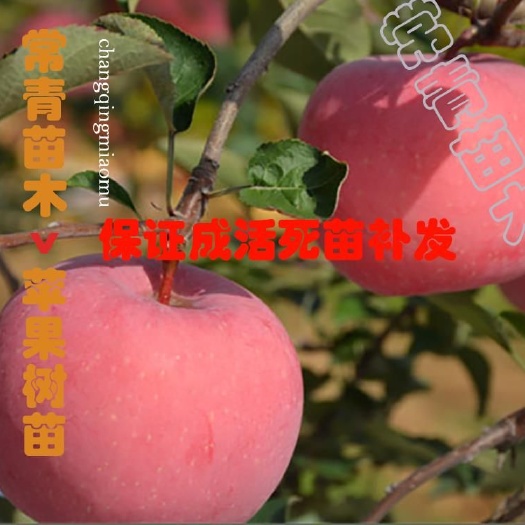 绛县烟富10苹果苗 1~1.5米 