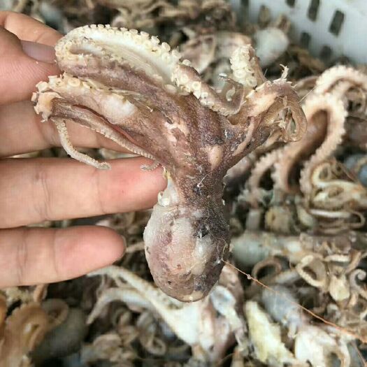 滨州北部湾鱿鱼 