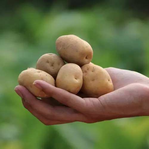 [马尔科土豆批发] 微商电商货源 恩施小土豆 一