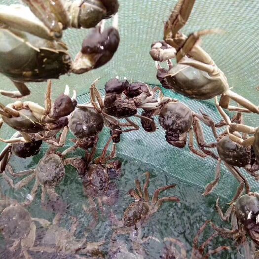 当涂县石臼湖大闸蟹 2.0两以下 母蟹