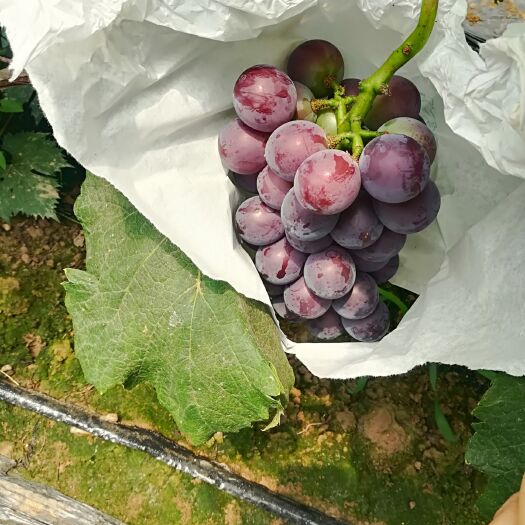 莱西市藤稔葡萄 5%以下 1次果 1.5- 2斤