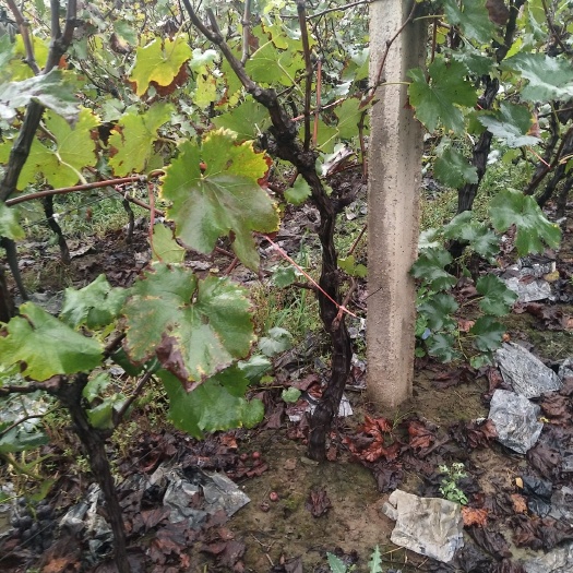 宁陵县巨峰葡萄苗 