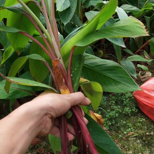 灵山县红蕉苗 