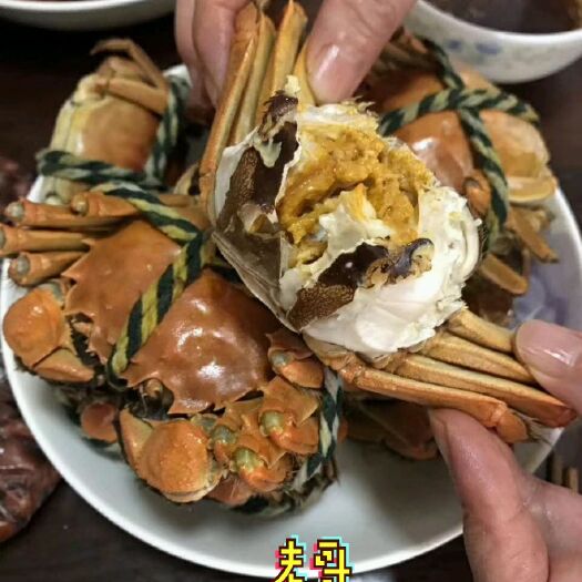 当涂县阳澄湖镇大闸蟹 2.0-2.5两 母蟹 